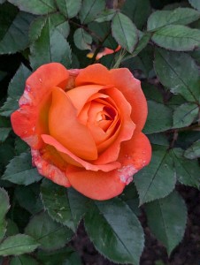 SUPER TROUPER (floribunda)